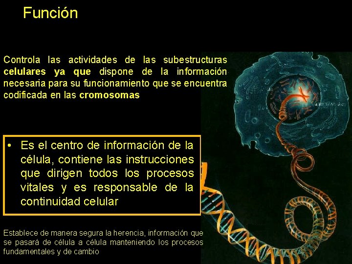 Función Controla las actividades de las subestructuras celulares ya que dispone de la información