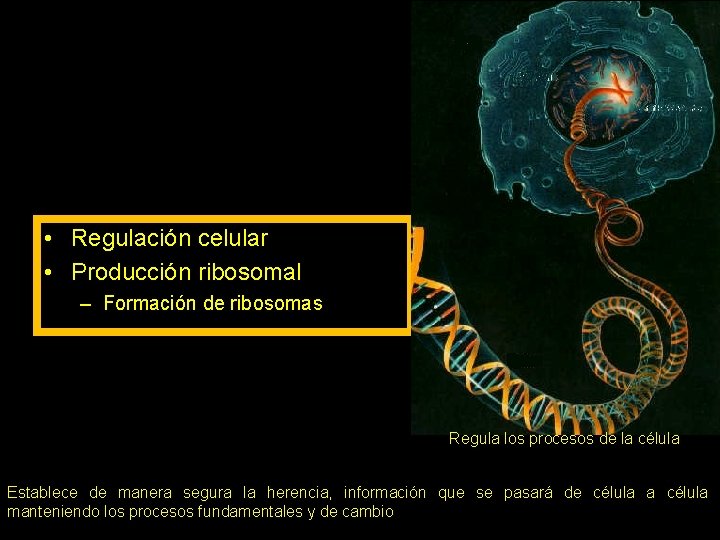  • Regulación celular • Producción ribosomal – Formación de ribosomas Regula los procesos