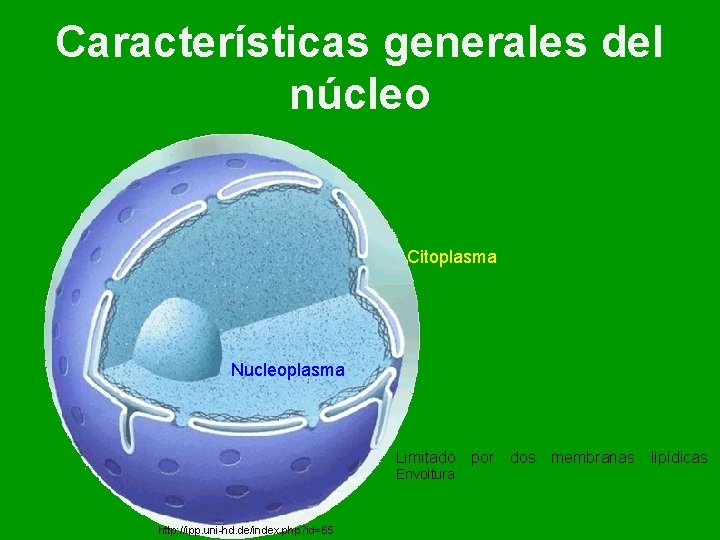 Características generales del núcleo Citoplasma Nucleoplasma Limitado por dos membranas lipídicas Envoltura http: //ipp.