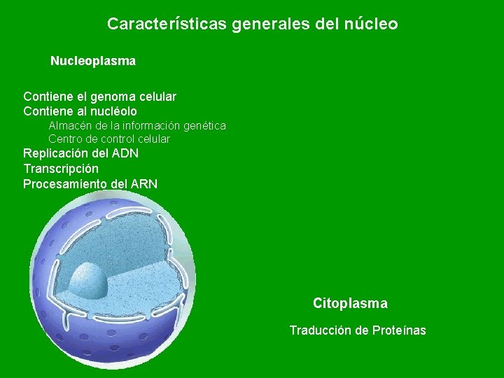 Características generales del núcleo Nucleoplasma Contiene el genoma celular Contiene al nucléolo Almacén de