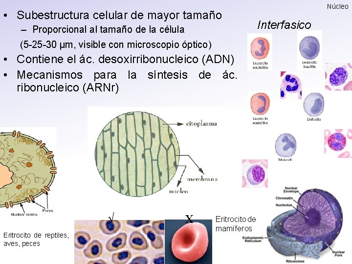  • Subestructura celular de mayor tamaño – Proporcional al tamaño de la célula