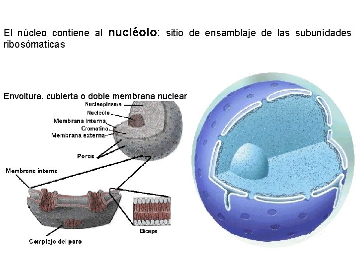 El núcleo contiene al nucléolo: sitio de ensamblaje de las subunidades ribosómaticas Envoltura, cubierta