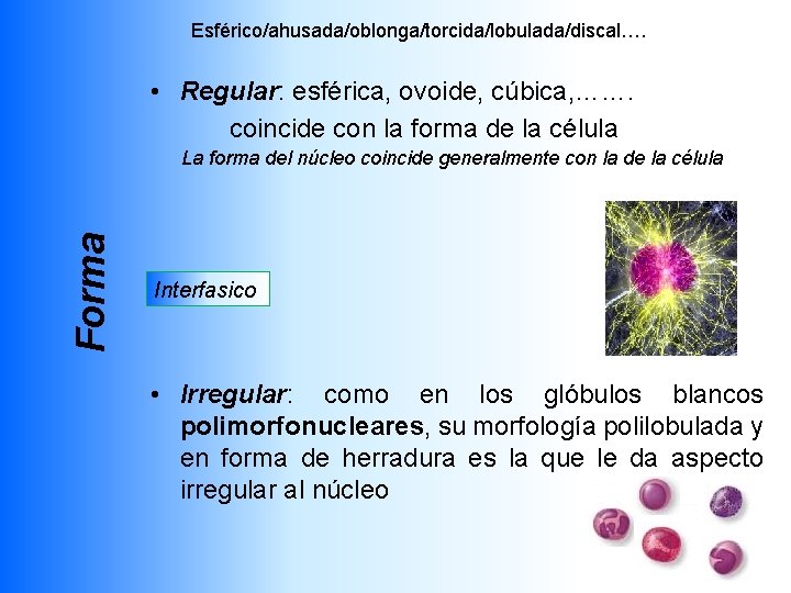 Esférico/ahusada/oblonga/torcida/lobulada/discal…. • Regular: esférica, ovoide, cúbica, ……. coincide con la forma de la célula