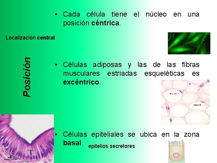  • Cada célula tiene el núcleo en una posición céntrica. Posición Localización central