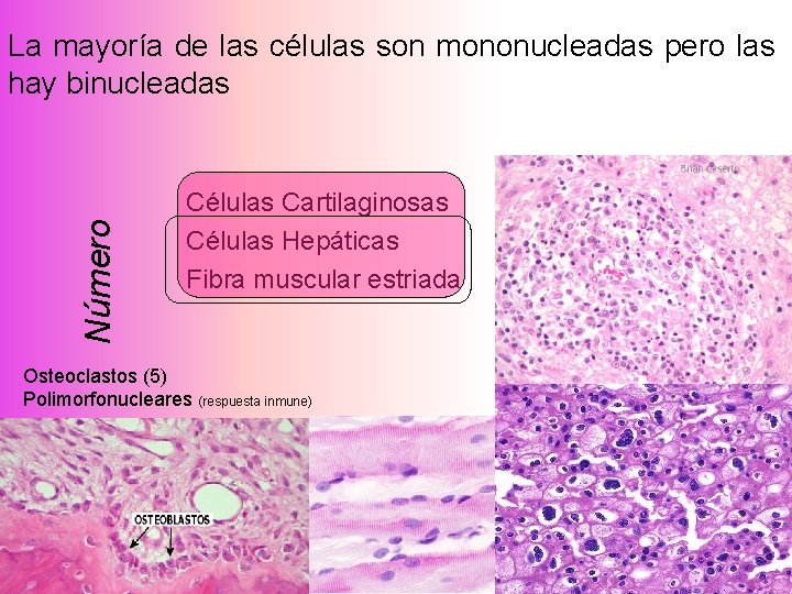 Número La mayoría de las células son mononucleadas pero las hay binucleadas Células Cartilaginosas