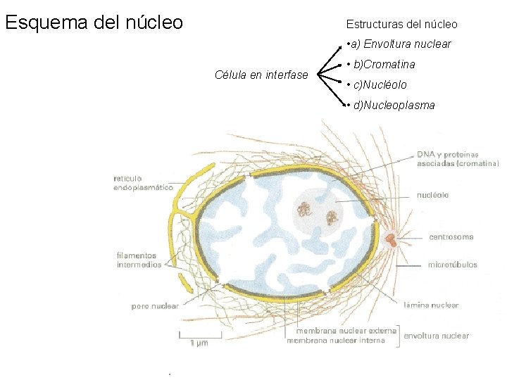Esquema del núcleo Estructuras del núcleo • a) Envoltura nuclear Célula en interfase •