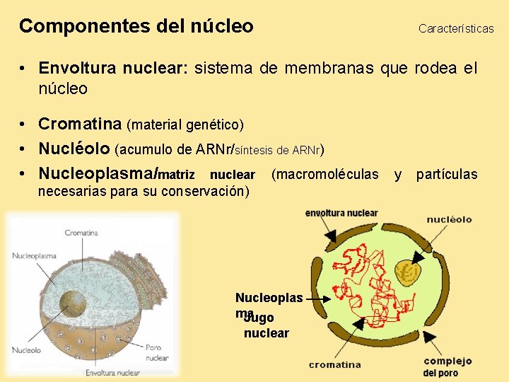 Componentes del núcleo Características • Envoltura nuclear: sistema de membranas que rodea el núcleo