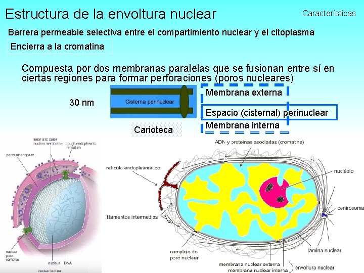 Estructura de la envoltura nuclear Características Barrera permeable selectiva entre el compartimiento nuclear y