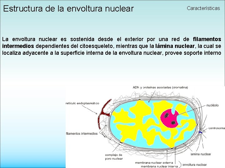 Estructura de la envoltura nuclear Características La envoltura nuclear es sostenida desde el exterior