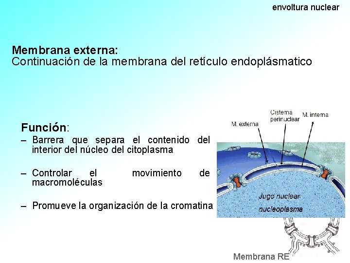 envoltura nuclear Membrana externa: Continuación de la membrana del retículo endoplásmatico Función: – Barrera