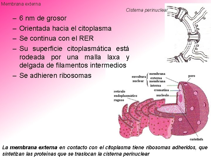 Membrana externa Cisterna perinuclear – – 6 nm de grosor Orientada hacia el citoplasma