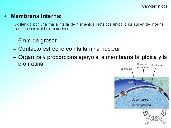 Características • Membrana interna: Sostenida por una malla rígida de filamentos proteicos unida a