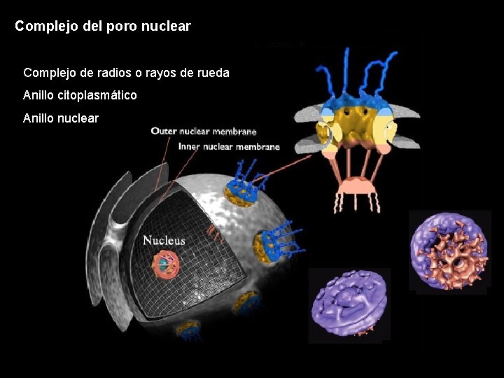 Complejo del poro nuclear Complejo de radios o rayos de rueda Anillo citoplasmático Anillo