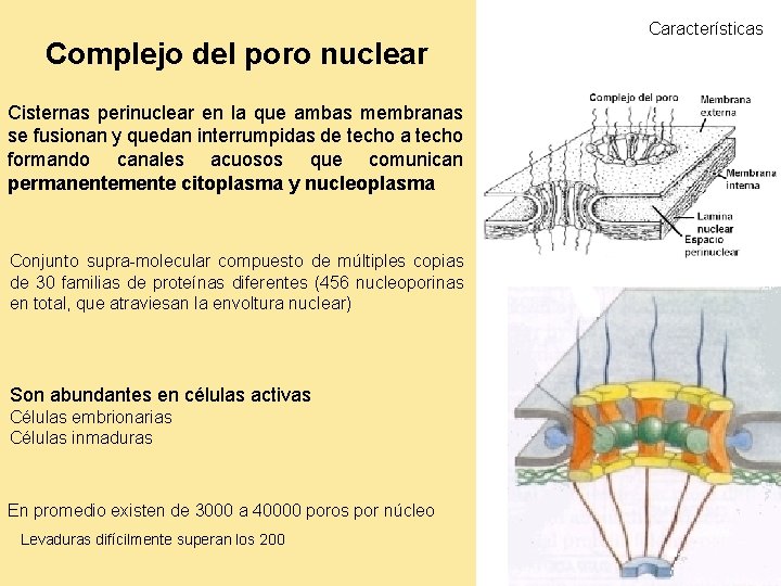 Complejo del poro nuclear Cisternas perinuclear en la que ambas membranas se fusionan y