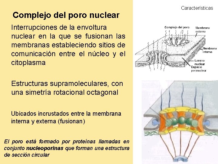 Complejo del poro nuclear Interrupciones de la envoltura nuclear en la que se fusionan
