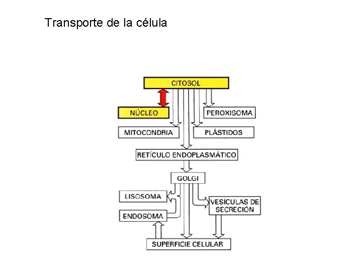 Transporte de la célula 