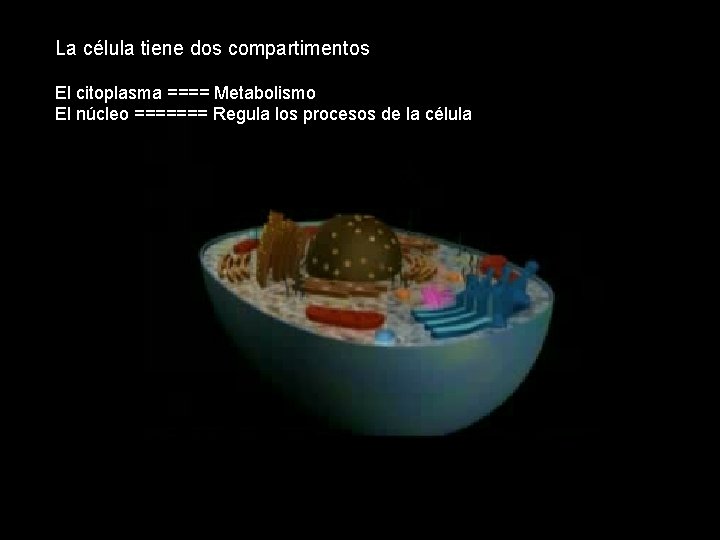 La célula tiene dos compartimentos El citoplasma ==== Metabolismo El núcleo ======= Regula los