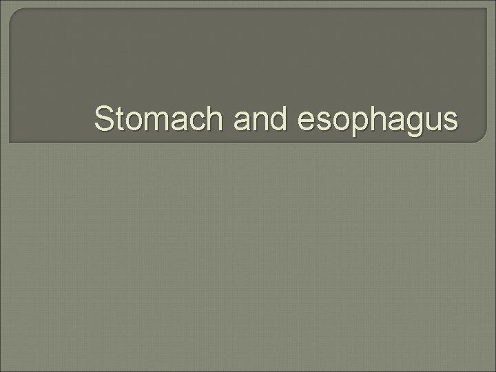 Stomach and esophagus 