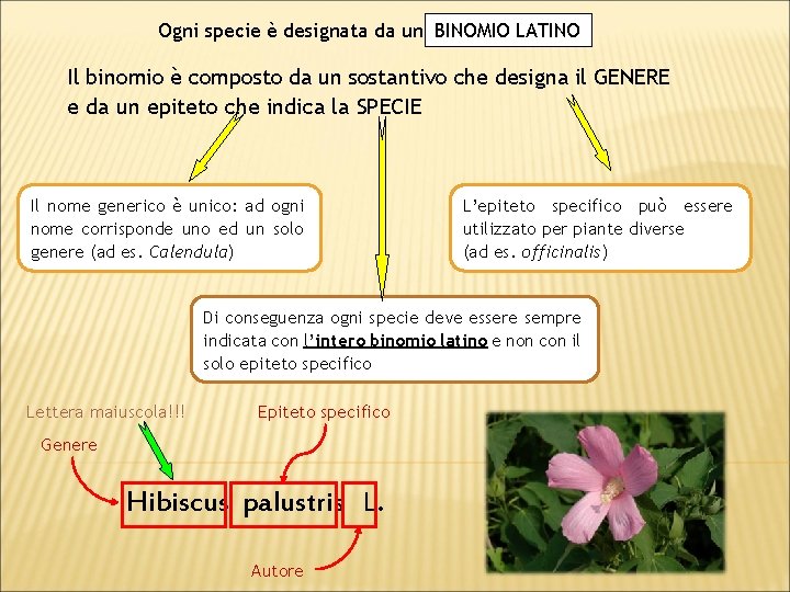 Ogni specie è designata da un BINOMIO LATINO Il binomio è composto da un
