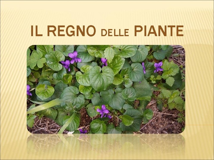 IL REGNO DELLE PIANTE 