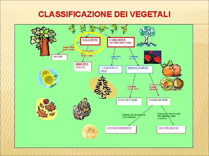 CLASSIFICAZIONE DEI VEGETALI 