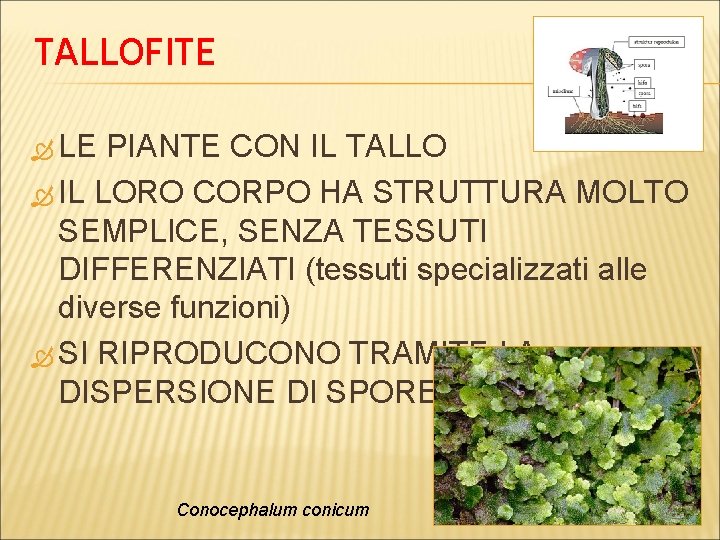 TALLOFITE LE PIANTE CON IL TALLO IL LORO CORPO HA STRUTTURA MOLTO SEMPLICE, SENZA
