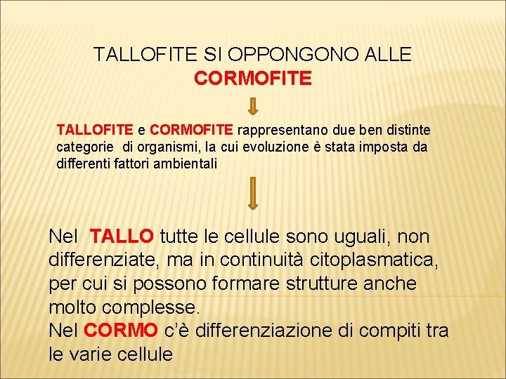 TALLOFITE SI OPPONGONO ALLE TALLOFITE CORMOFITE TALLOFITE e CORMOFITE rappresentano due ben distinte categorie