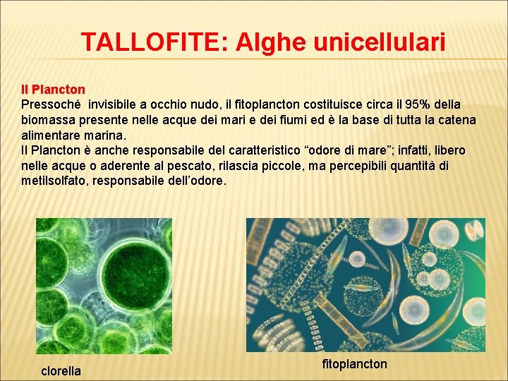 TALLOFITE: Alghe unicellulari Il Plancton Pressoché invisibile a occhio nudo, il fitoplancton costituisce circa
