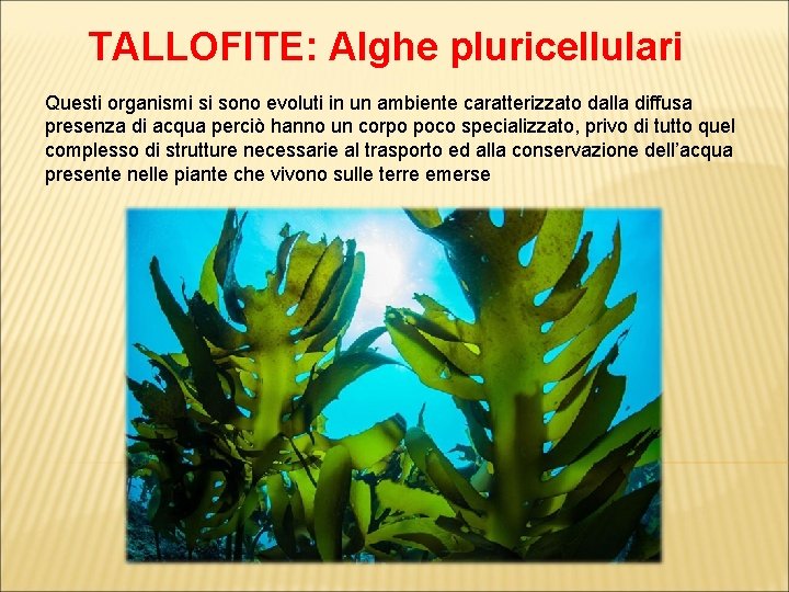 TALLOFITE: Alghe pluricellulari Questi organismi si sono evoluti in un ambiente caratterizzato dalla diffusa