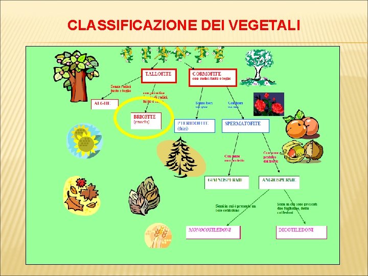 CLASSIFICAZIONE DEI VEGETALI 