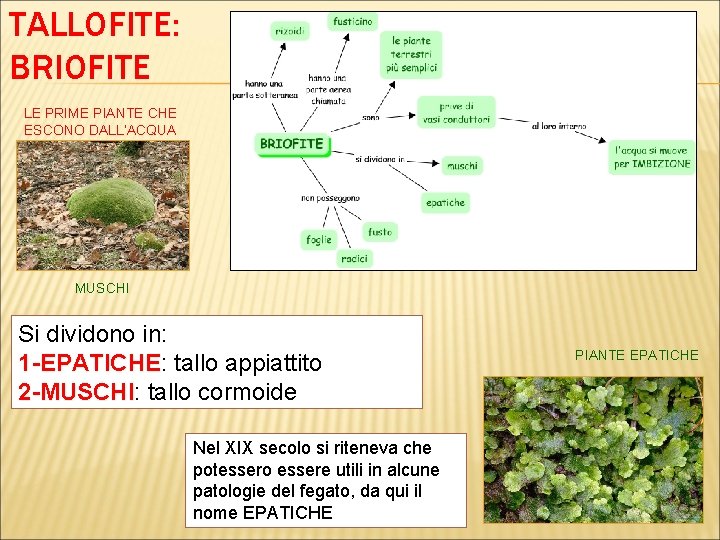 TALLOFITE: BRIOFITE LE PRIME PIANTE CHE ESCONO DALL’ACQUA MUSCHI Si dividono in: 1 -EPATICHE: