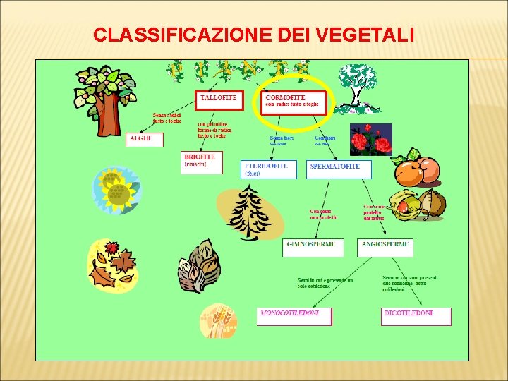 CLASSIFICAZIONE DEI VEGETALI 