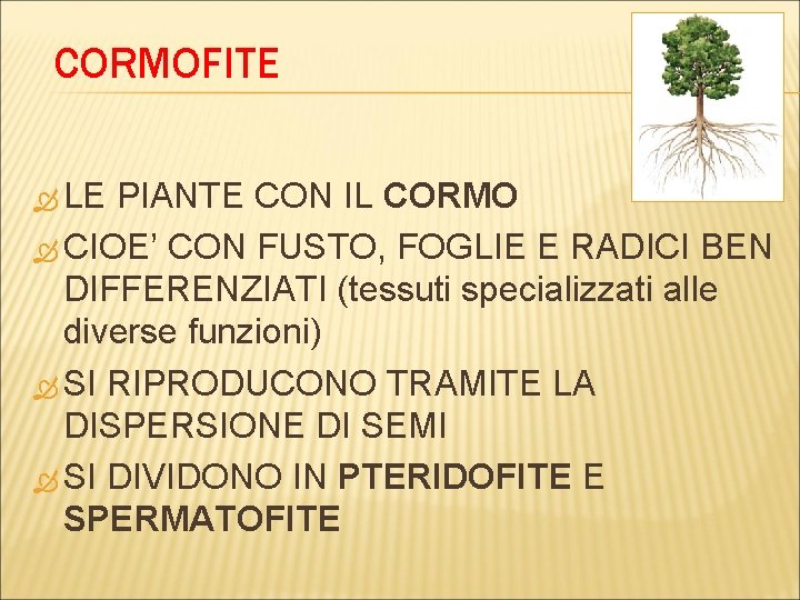 CORMOFITE LE PIANTE CON IL CORMO CIOE’ CON FUSTO, FOGLIE E RADICI BEN DIFFERENZIATI