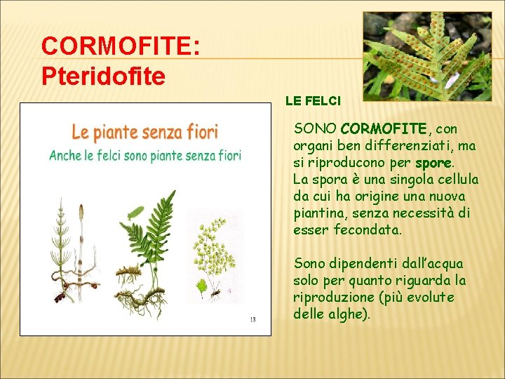 CORMOFITE: Pteridofite LE FELCI SONO CORMOFITE, con organi ben differenziati, ma si riproducono per