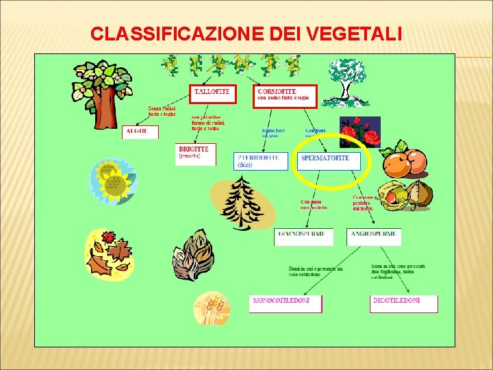 CLASSIFICAZIONE DEI VEGETALI 