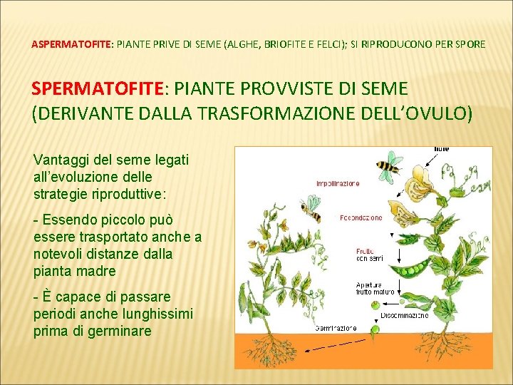 ASPERMATOFITE: PIANTE PRIVE DI SEME (ALGHE, BRIOFITE E FELCI); SI RIPRODUCONO PER SPORE SPERMATOFITE: