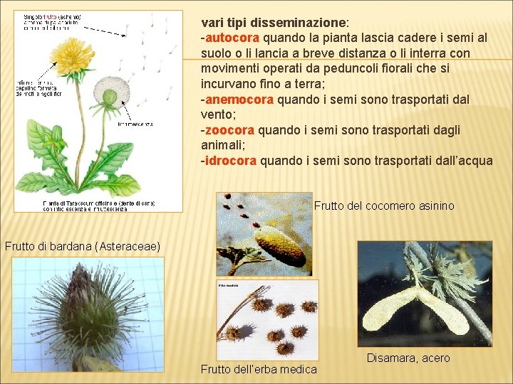 vari tipi disseminazione: -autocora quando la pianta lascia cadere i semi al suolo o