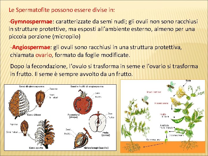 Le Spermatofite possono essere divise in: -Gymnospermae: caratterizzate da semi nudi; gli ovuli non