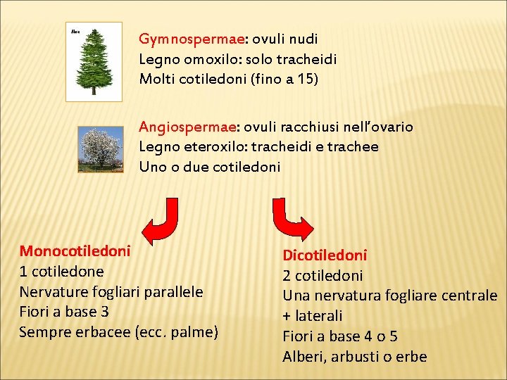 Gymnospermae: ovuli nudi Legno omoxilo: solo tracheidi Molti cotiledoni (fino a 15) Angiospermae: ovuli