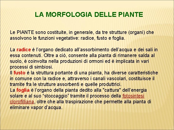 LA MORFOLOGIA DELLE PIANTE Le PIANTE sono costituite, in generale, da tre strutture (organi)