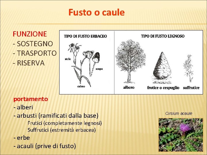 Fusto o caule FUNZIONE - SOSTEGNO - TRASPORTO - RISERVA portamento - alberi -