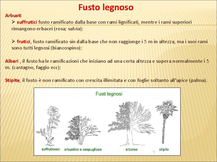 Fusto legnoso Arbusti Ø suffrutici fusto ramificato dalla base con rami lignificati, mentre i