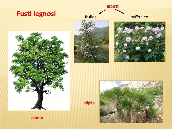 arbusti Fusti legnosi frutice stipite albero suffrutice 