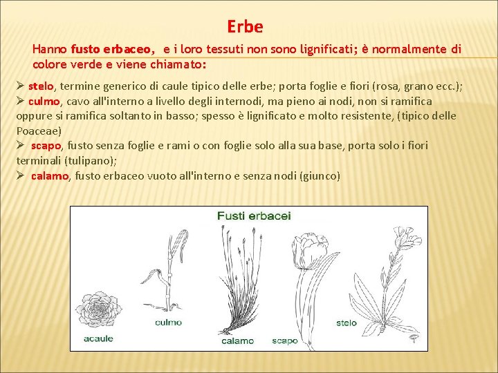 Erbe Hanno fusto erbaceo, e i loro tessuti non sono lignificati; è normalmente di