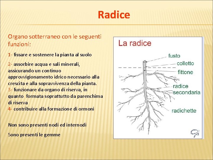 Radice Organo sotterraneo con le seguenti funzioni: 1 - fissare e sostenere la pianta