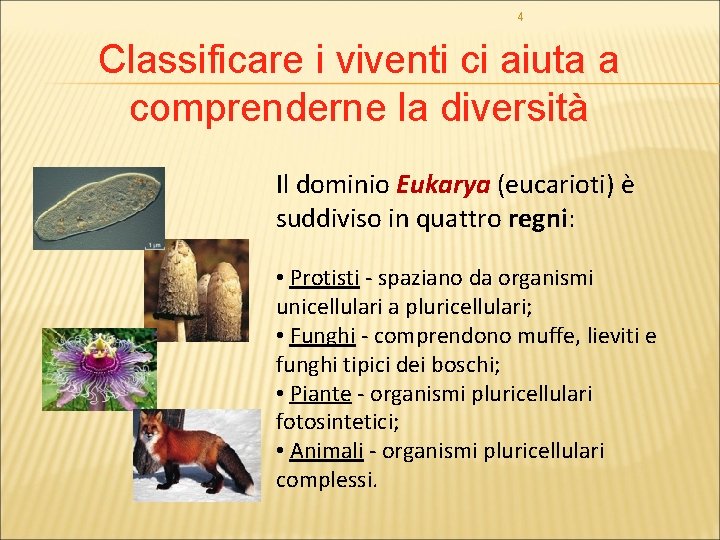4 Classificare i viventi ci aiuta a comprenderne la diversità Il dominio Eukarya (eucarioti)
