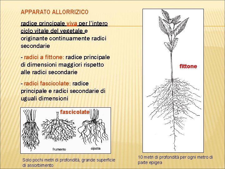 APPARATO ALLORRIZICO radice principale viva per l’intero ciclo vitale del vegetale e originante continuamente