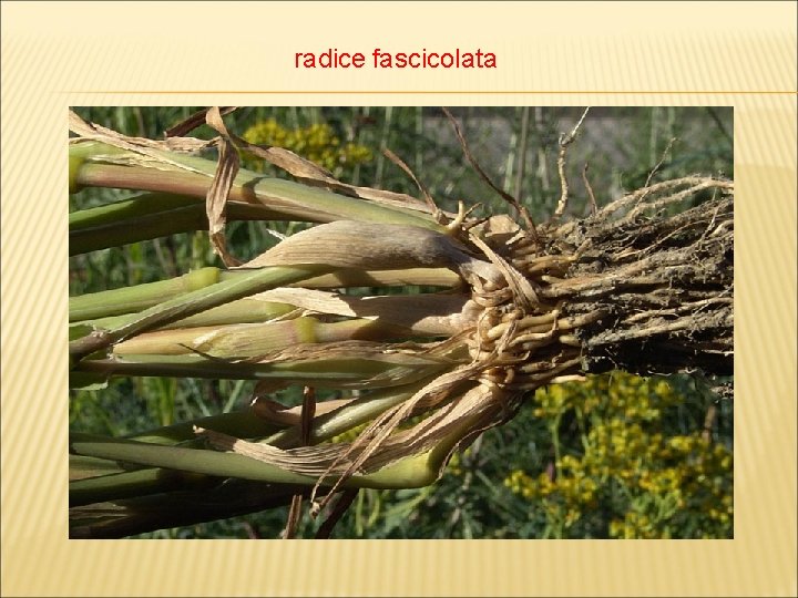 radice fascicolata 