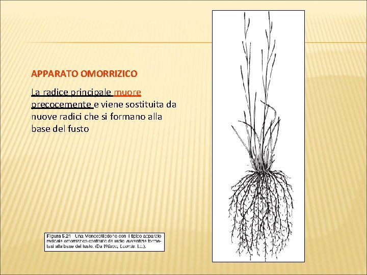 APPARATO OMORRIZICO La radice principale muore precocemente e viene sostituita da nuove radici che