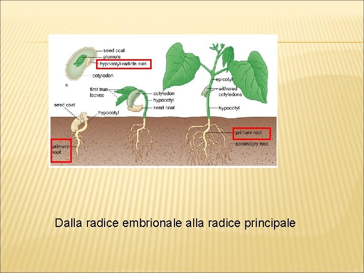 Dalla radice embrionale alla radice principale 